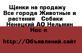 Щенки на продажу - Все города Животные и растения » Собаки   . Ненецкий АО,Нельмин Нос п.